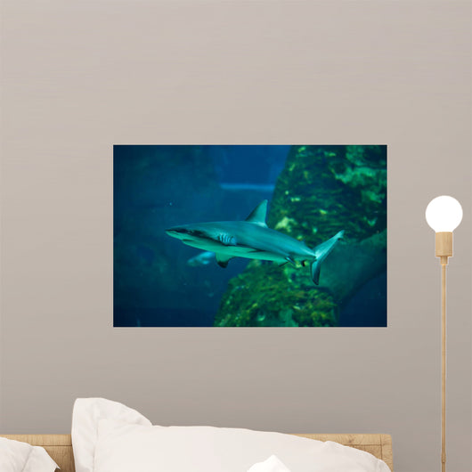Grey Reef Shark Carcharhinus Wall Decal