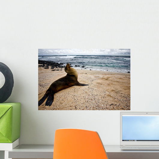 Galapagos Sea Lon Wall Mural