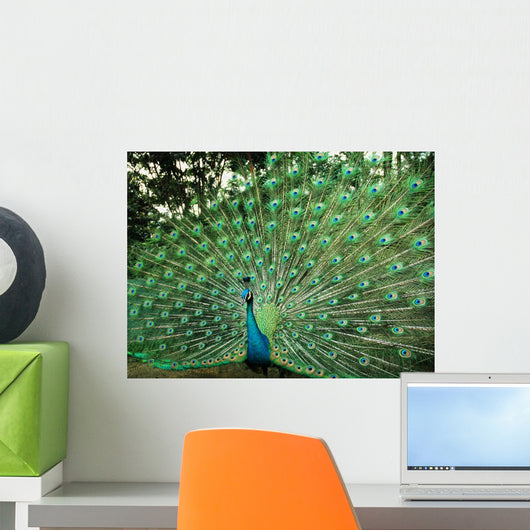 Beautiful Peacock Wall Mural