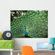 Beautiful Peacock Wall Mural
