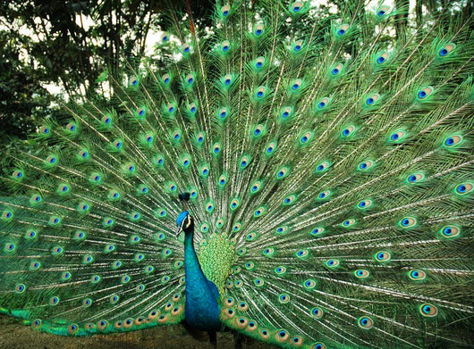 Beautiful Peacock Wall Mural