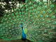Beautiful Peacock Wall Mural