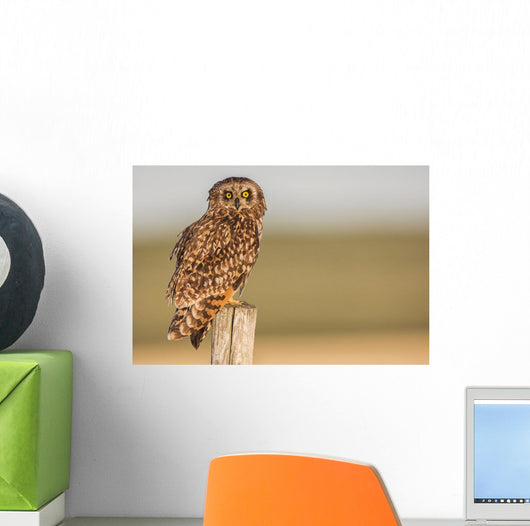 Short Eared Owl Sitting Wall Decal