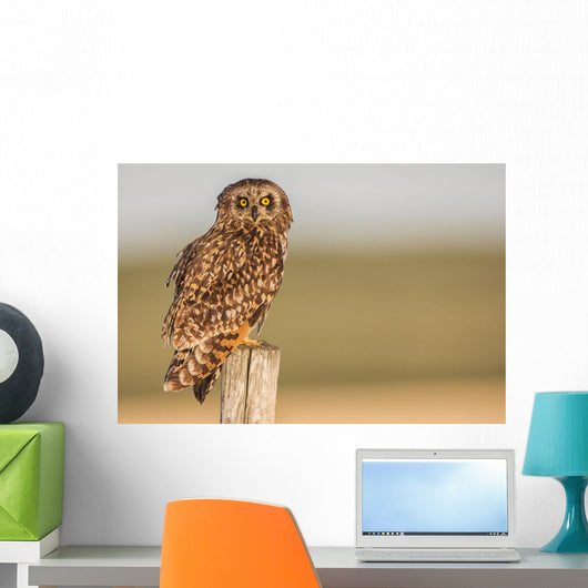 Short Eared Owl Sitting Wall Decal