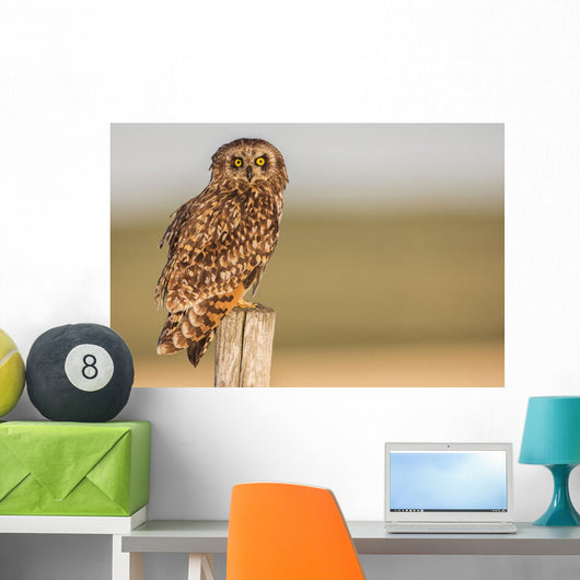 Short Eared Owl Sitting Wall Decal