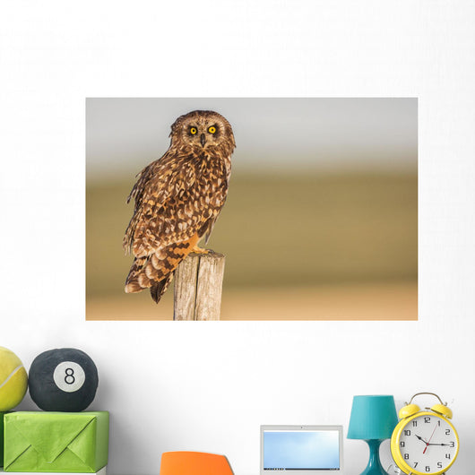 Short Eared Owl Sitting Wall Decal