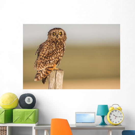 Short Eared Owl Sitting Wall Decal