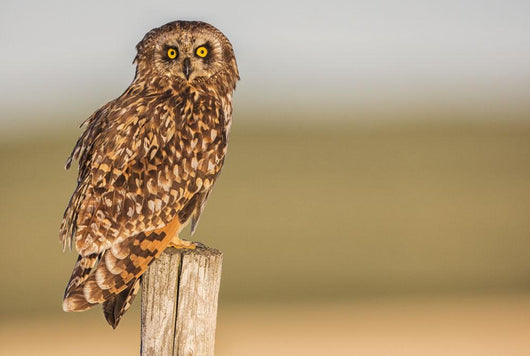 Short Eared Owl Sitting Wall Decal