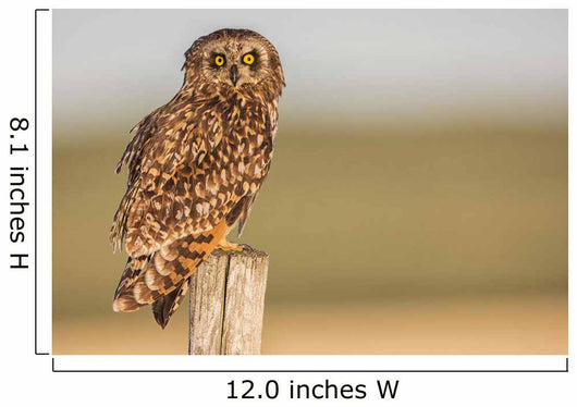 Short Eared Owl Sitting Wall Decal