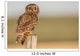 Short Eared Owl Sitting Wall Decal
