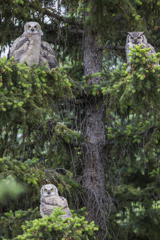 Family Great Horned Owls Wall Decal Design 2