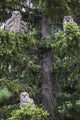 Family Great Horned Owls Wall Decal Design 2