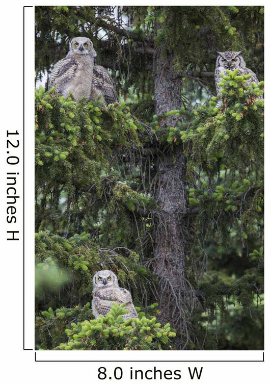 Family Great Horned Owls Wall Decal Design 2