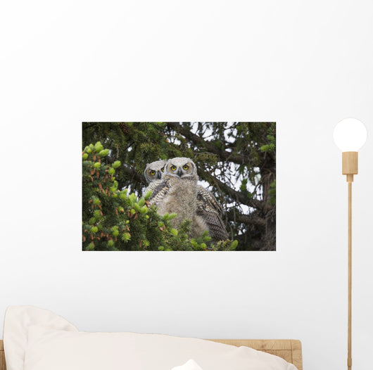 Family Great Horned Owls Wall Decal Design 1