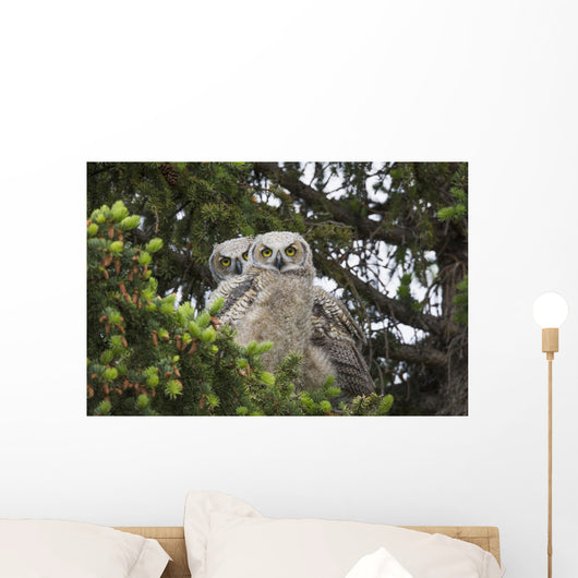 Family Great Horned Owls Wall Decal Design 1