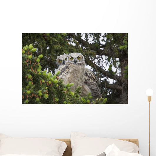 Family Great Horned Owls Wall Decal Design 1