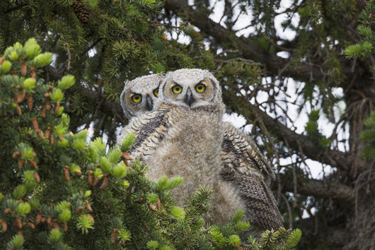 Family Great Horned Owls Wall Decal Design 1