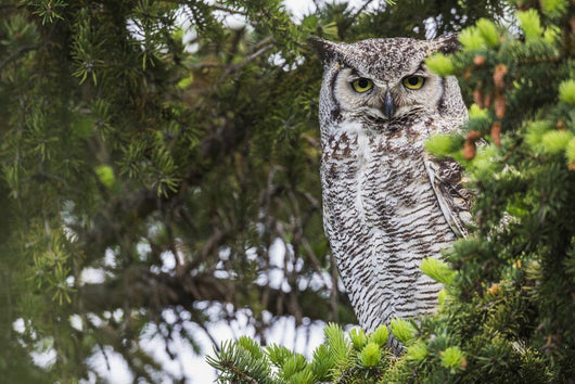 Great Horned Owl Sitting Wall Decal