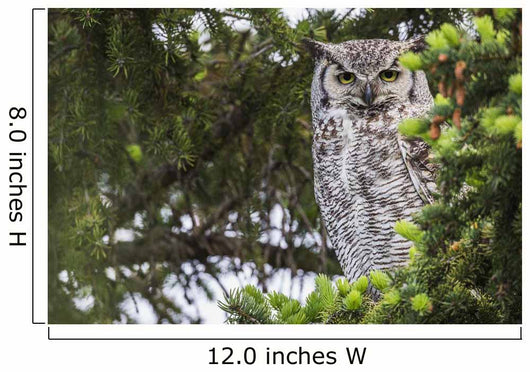 Great Horned Owl Sitting Wall Decal
