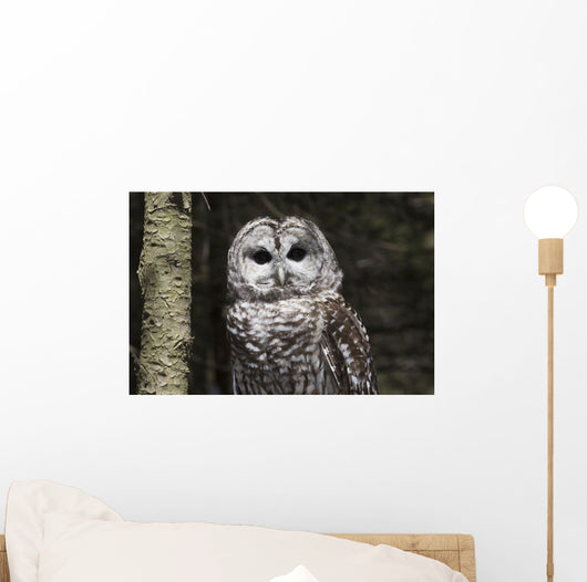 Northern Barred Owl Perched Wall Decal