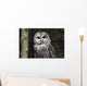 Northern Barred Owl Perched Wall Decal