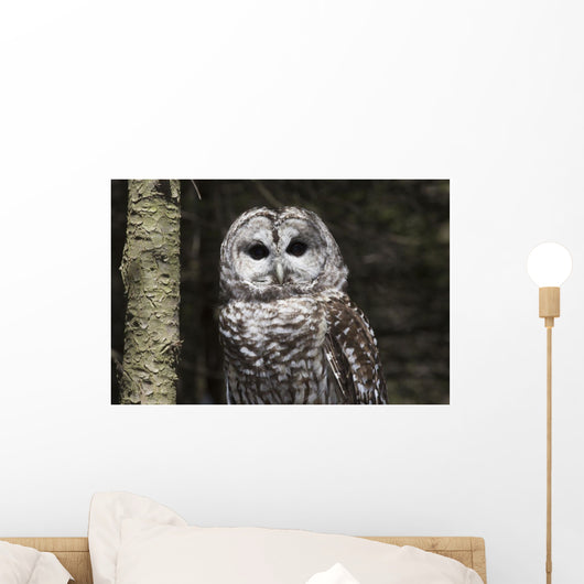 Northern Barred Owl Perched Wall Decal