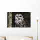 Northern Barred Owl Perched Wall Decal