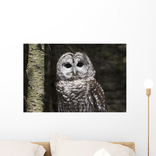 Northern Barred Owl Perched Wall Decal