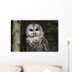 Northern Barred Owl Perched Wall Decal