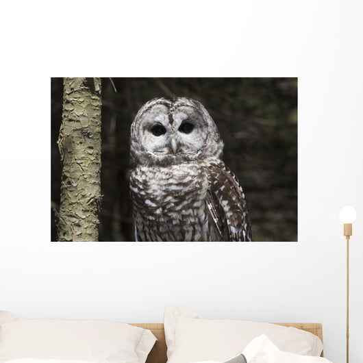 Northern Barred Owl Perched Wall Decal