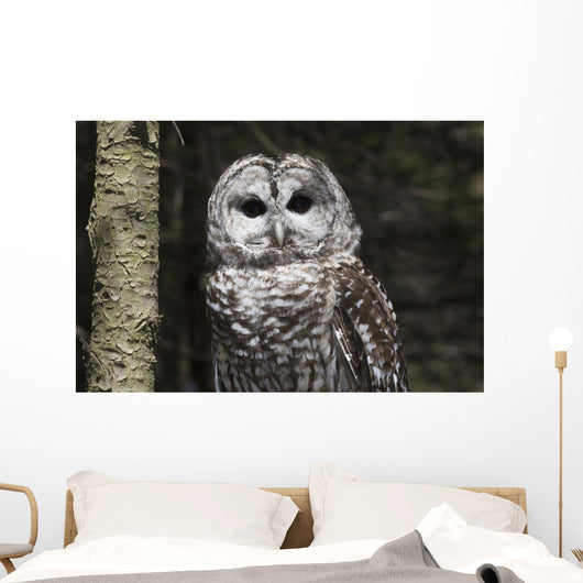 Northern Barred Owl Perched Wall Decal