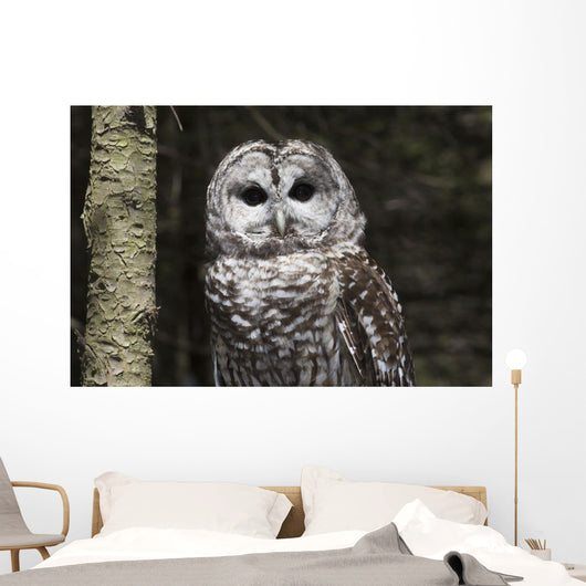 Northern Barred Owl Perched Wall Decal