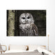 Northern Barred Owl Perched Wall Decal