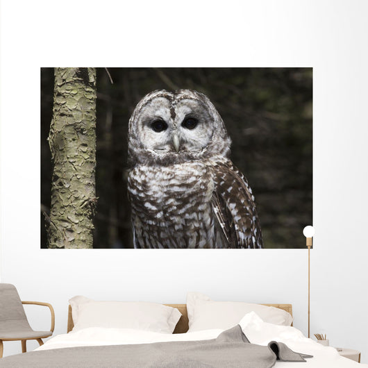 Northern Barred Owl Perched Wall Decal