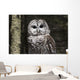 Northern Barred Owl Perched Wall Decal