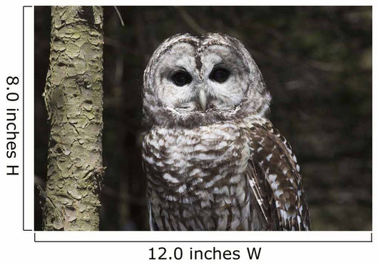 Northern Barred Owl Perched Wall Decal