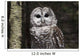 Northern Barred Owl Perched Wall Decal