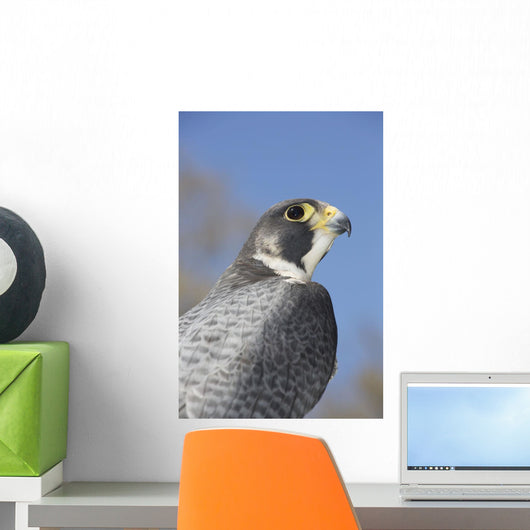Peregrine Falcon Wall Decal Design 1