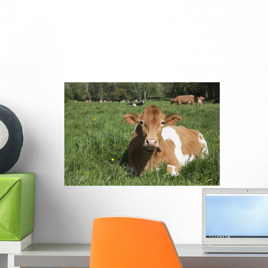 Guernsey Cow Chewing Cud Wall Decal