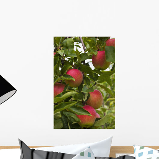 Apples Growing Tree Wall Decal