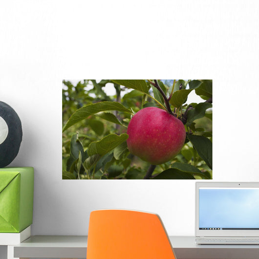 Up Apple Growing Tree Wall Decal