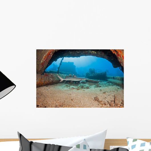 A Whitetip reef shark by the Mala Wharf Wall Mural