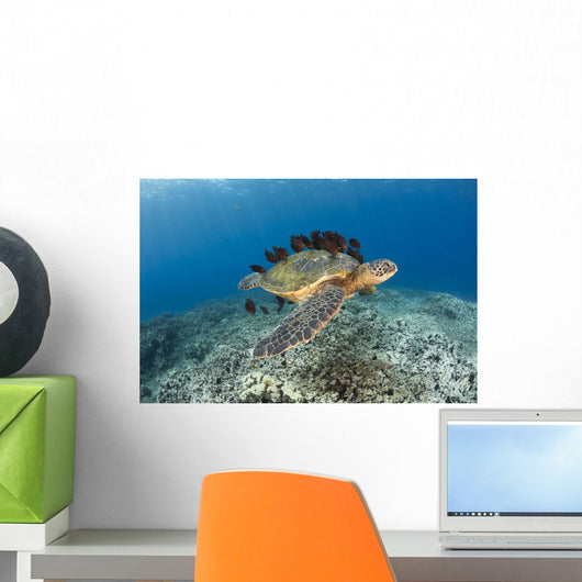 This Green Sea Turtle Wall Decal Design 1