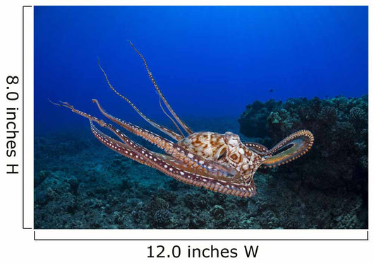 This Shows Eight Armed Wall Decal