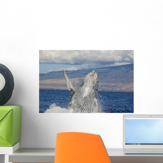 Breaching Humpback Whale with Wall Decal Design 1