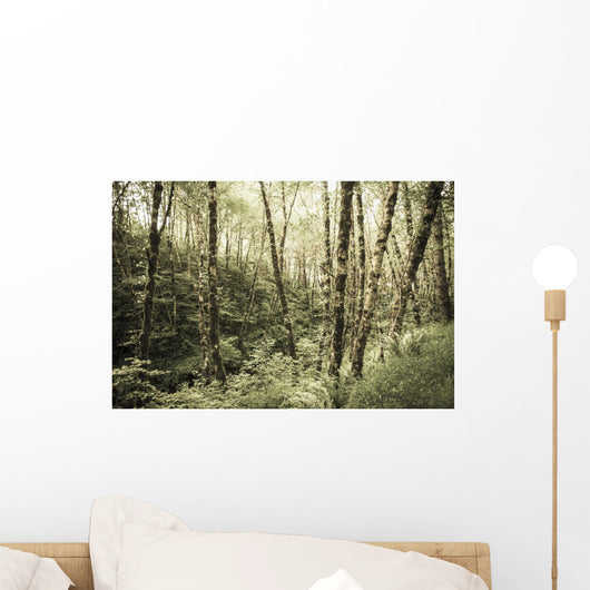 Birch Trees Covered Moss Wall Decal