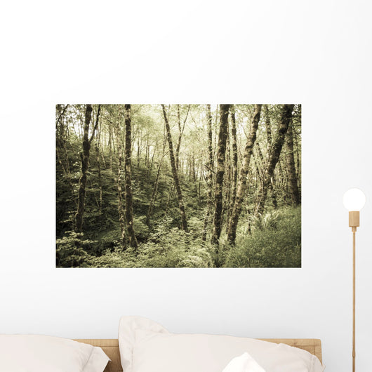 Birch Trees Covered Moss Wall Decal