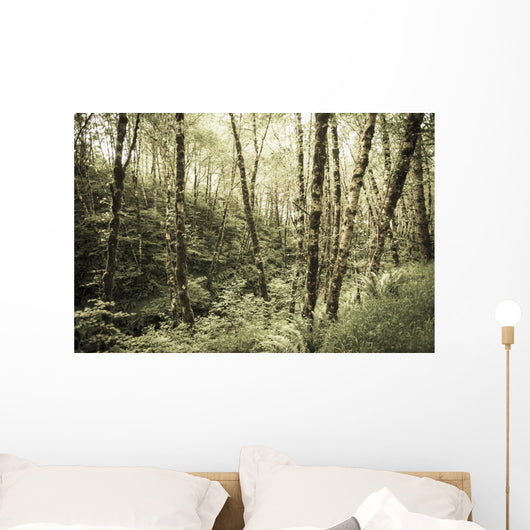 Birch Trees Covered Moss Wall Decal