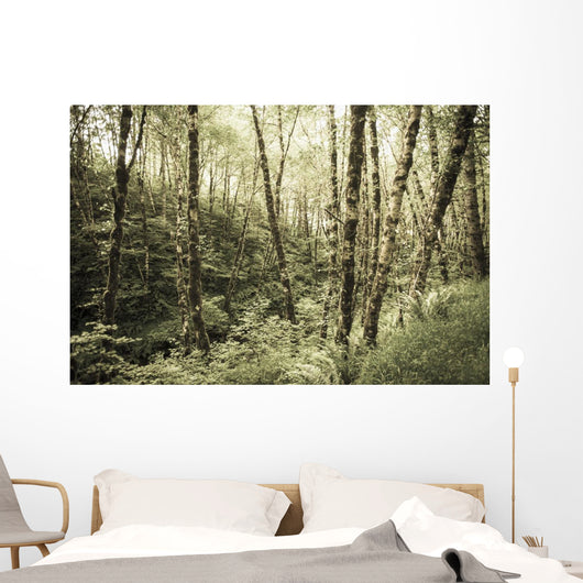 Birch Trees Covered Moss Wall Decal