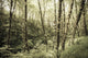 Birch Trees Covered Moss Wall Decal